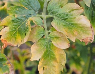 Дефіцит калію спричиняє крайовий опік листя томатів
